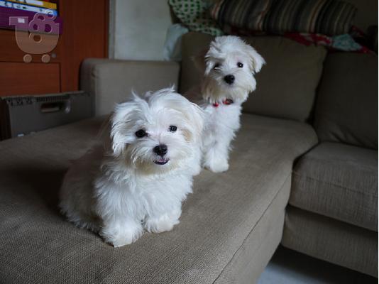 PoulaTo: Maltese mini
